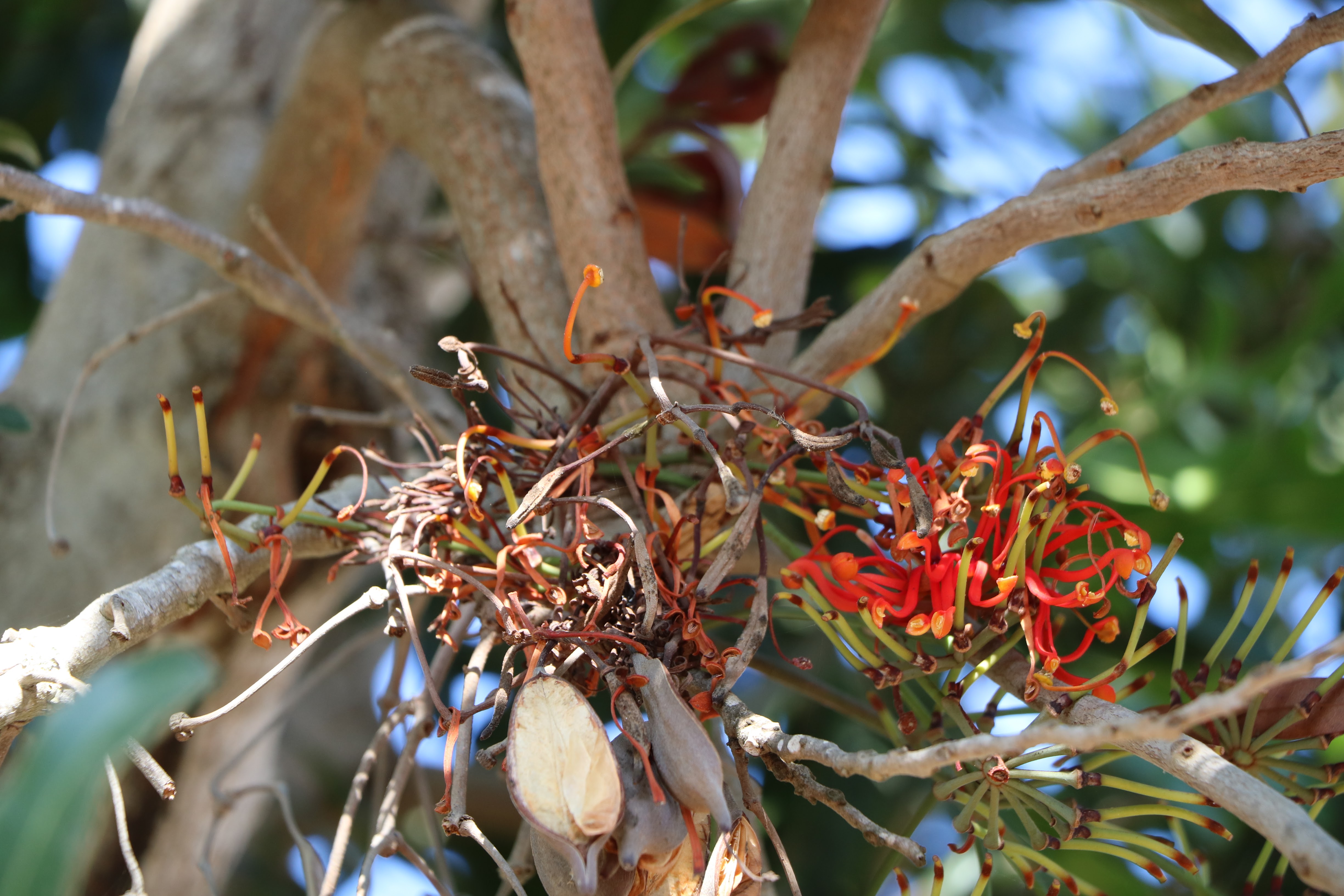 Stenocarpus